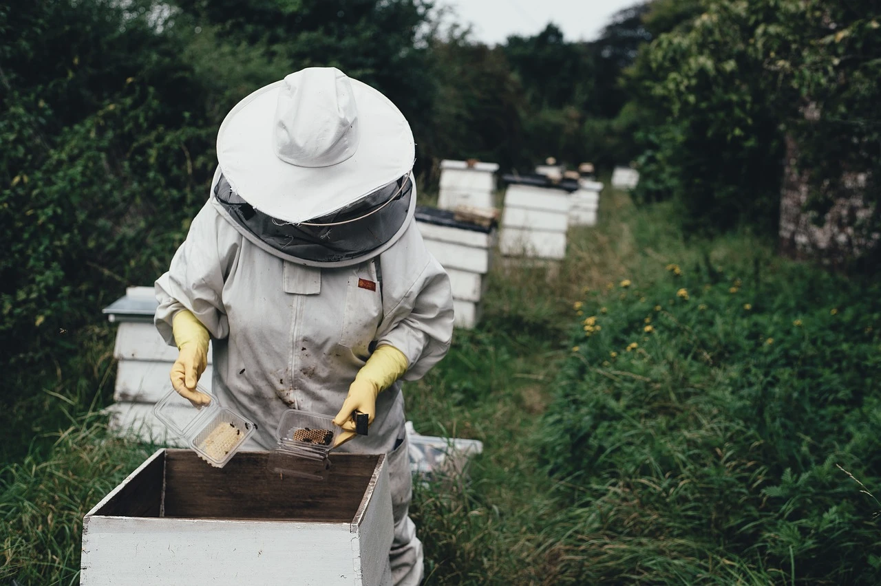 introduzione all'apicoltura