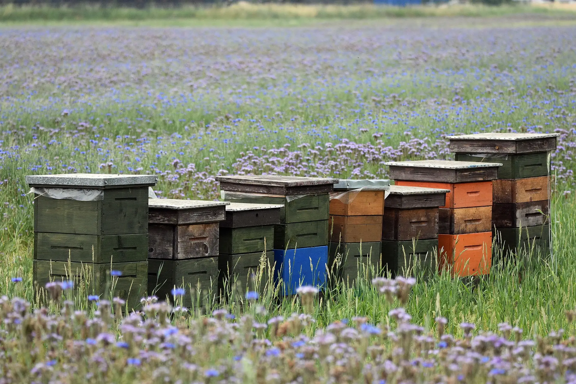 gestione dell'apiario