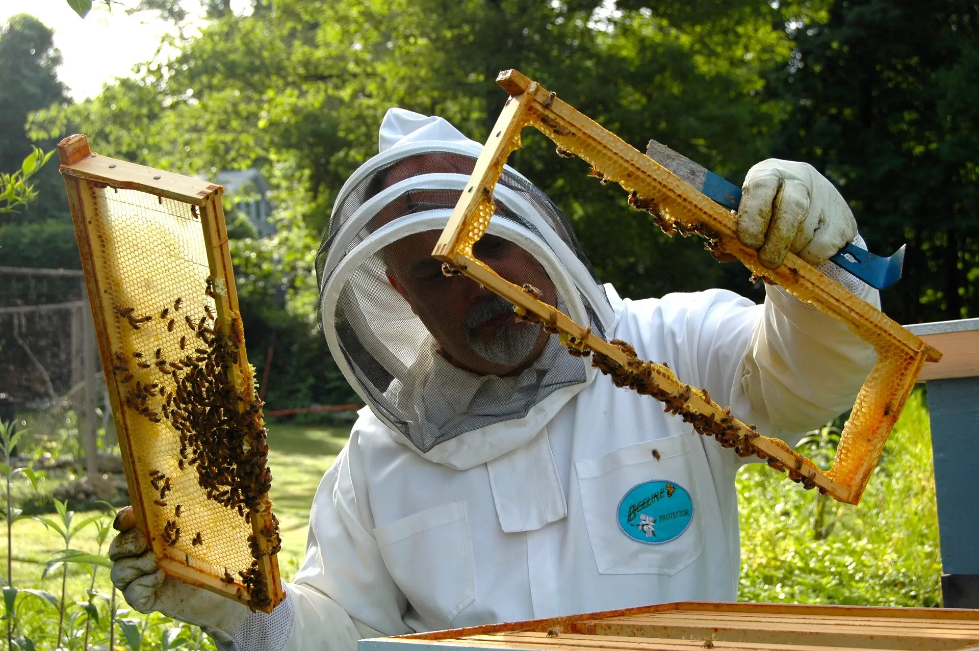 apicoltore per lavoro